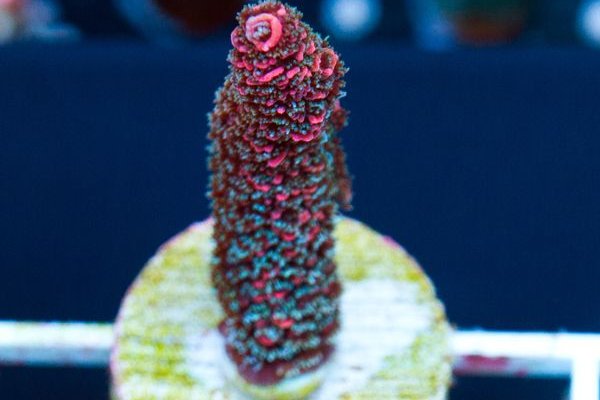Сайт кракен kraken