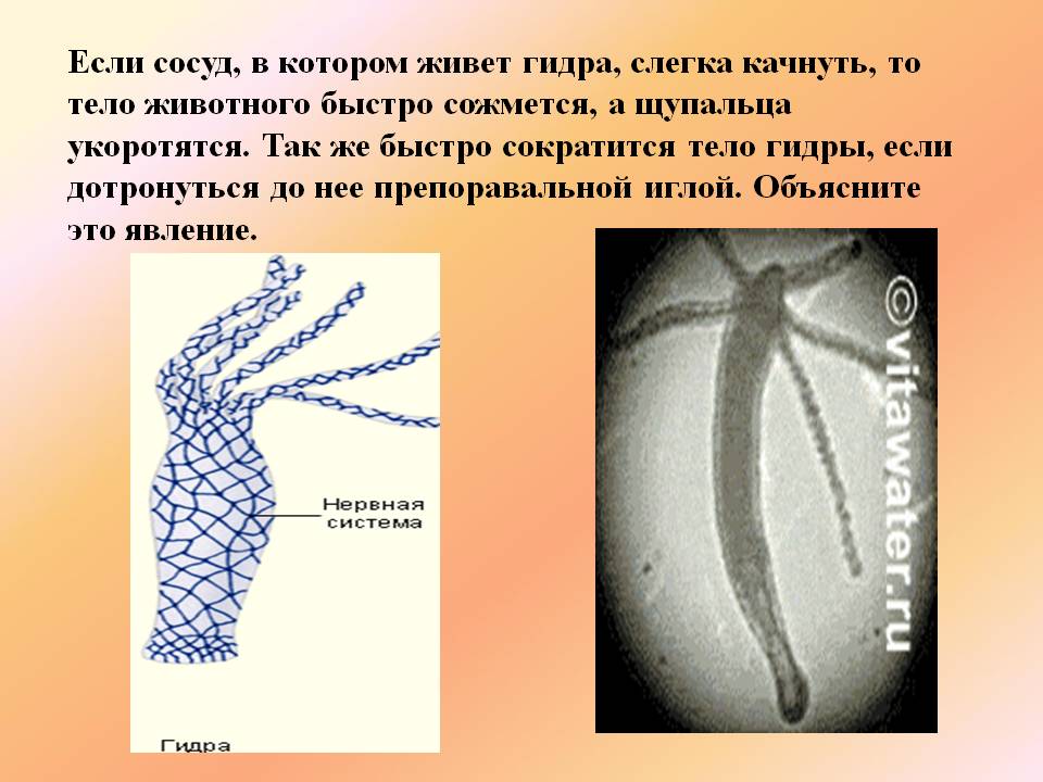 Ссылка кракен магазин